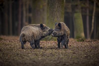 Sanglier dans l habitat naturel animal dangereux dans la foret republique tcheque nature sus scrofa 1